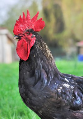 horoz üzerinde kapat