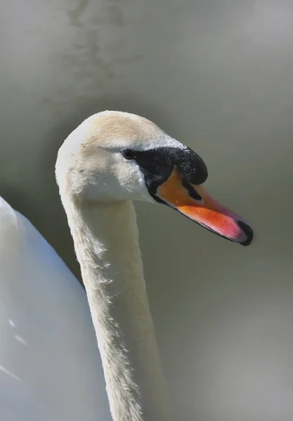 Cisne — Foto de Stock