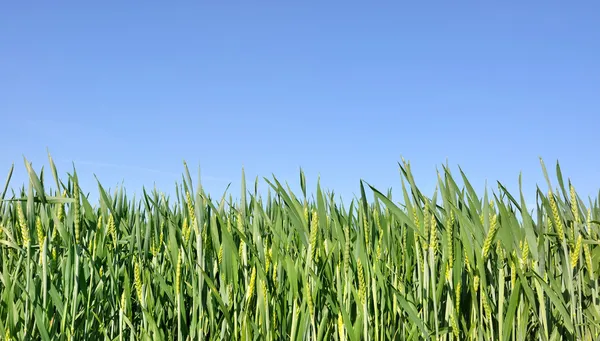 Campo de trigo — Fotografia de Stock