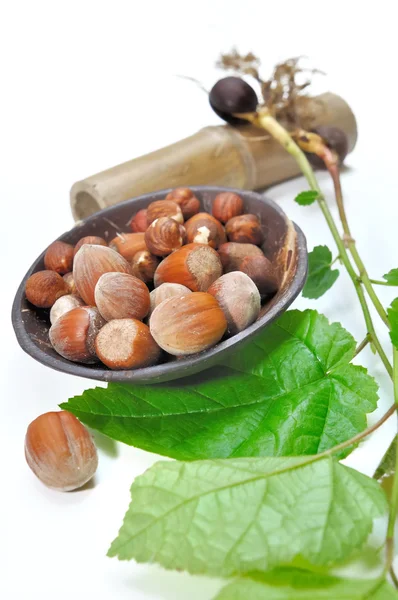 Hazelnut dan filbert sapling — Stok Foto