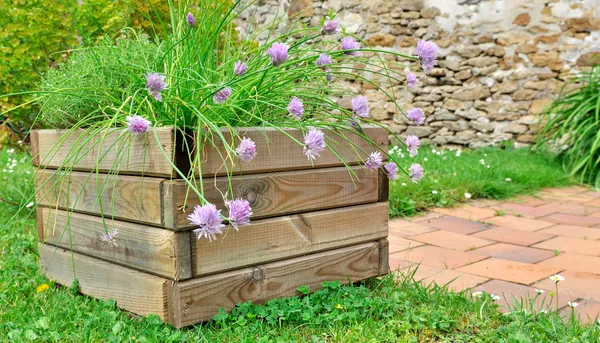 Aromatic plants in planter — Stock Photo, Image