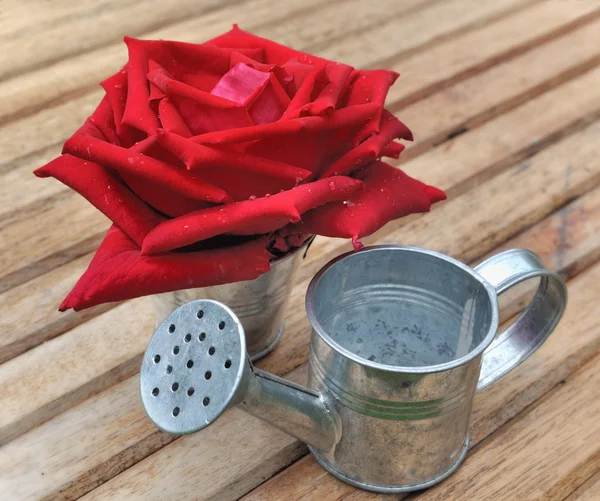 Rote Rose und Metall — Stockfoto