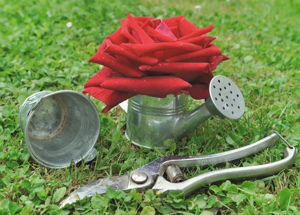玫瑰在喷壶 — 图库照片