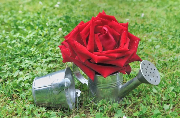 Rudá růže v konev — Stock fotografie
