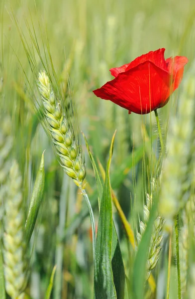 Haşhaş ve arpa — Stok fotoğraf