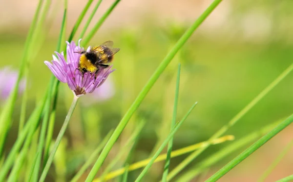 Hummel — Stockfoto