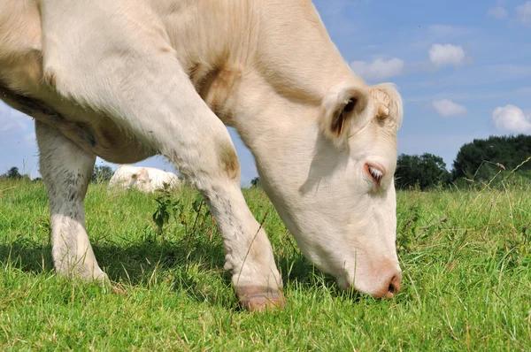 Cow grazing — Stock Photo, Image