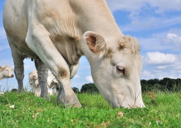 Cow grazing — Stock Photo, Image