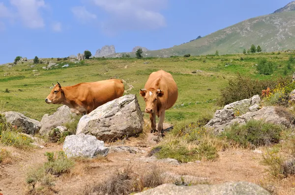 Kor i berg — Stockfoto