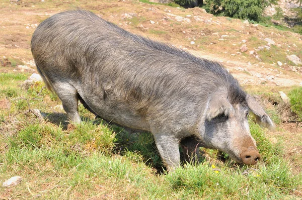 Corsicaanse varken — Stockfoto