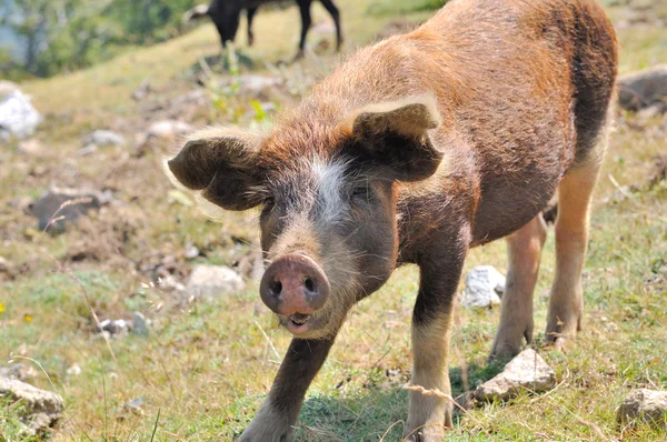 若いコルシカ島豚 — ストック写真