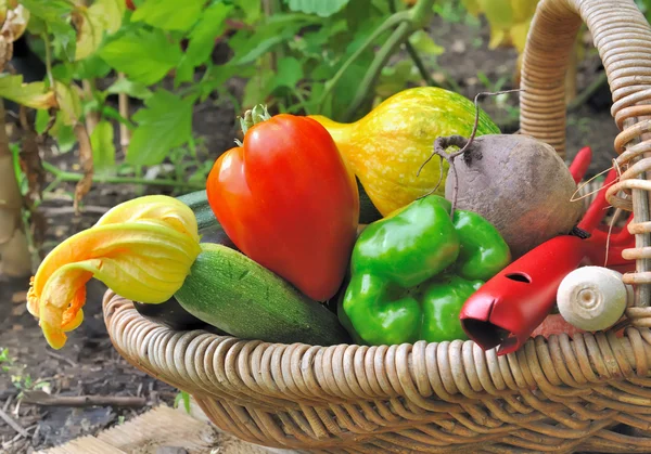 Verduras coloridas en cesta — Foto de Stock