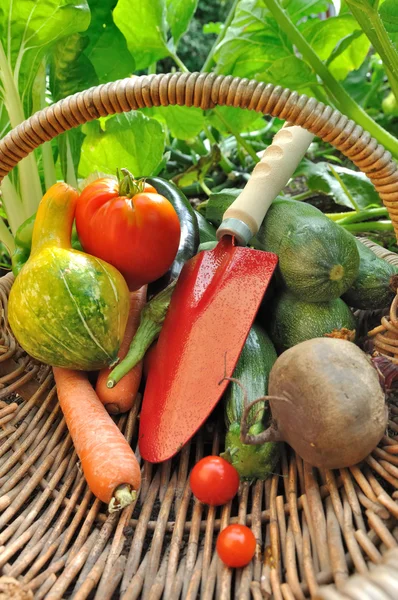Werkzeug im Korb mit Gemüse — Stockfoto