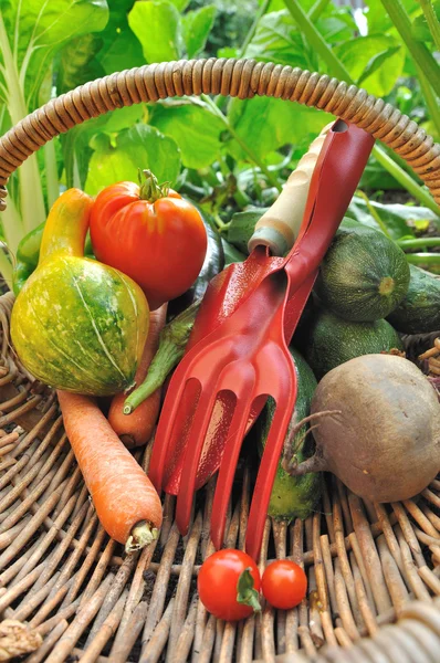 Tools and vegetables in basket — Stock Photo, Image