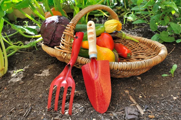 Legumes sazonais com ferramentas — Fotografia de Stock