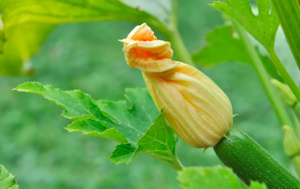 ズッキーニの花のクローズ アップ — ストック写真