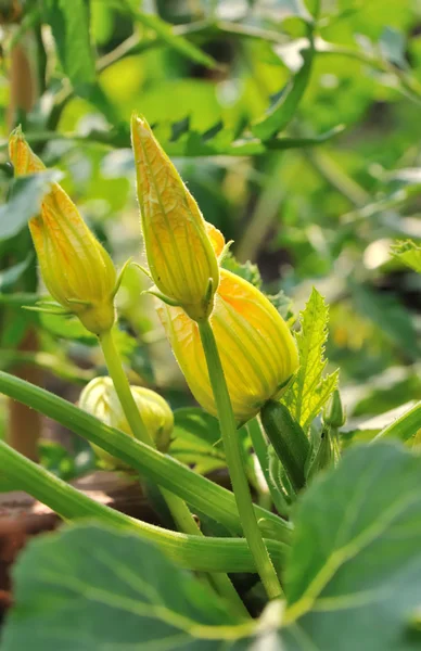 花ズッキーニの庭で — ストック写真