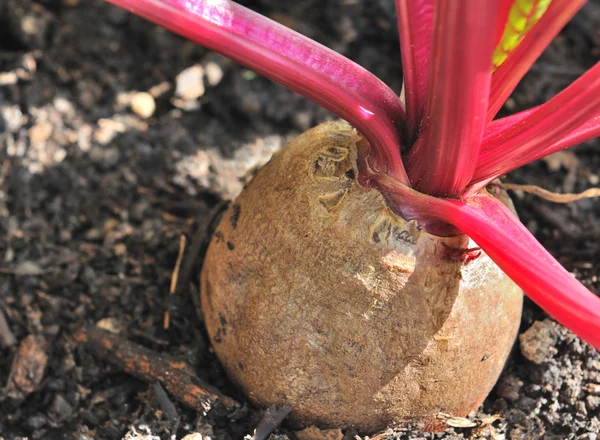 Rüben im Boden — Stockfoto