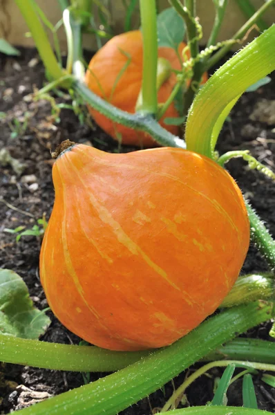 Closeup on a pumpkin — Stock Photo, Image