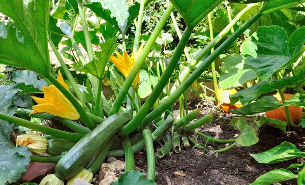 Feet zucchini flowers — Stock Photo, Image