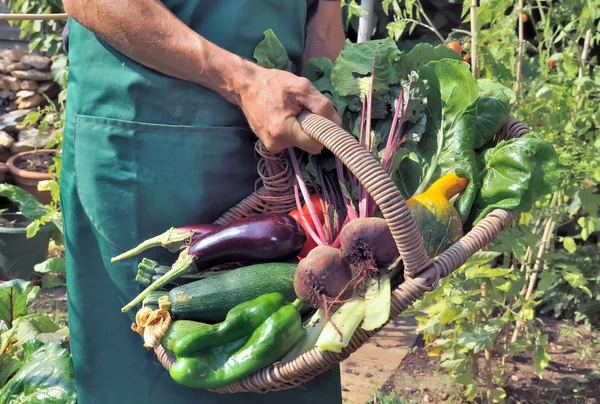 新鮮な収穫野菜 — ストック写真