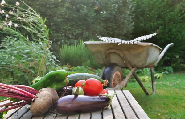 Freshly harvested vegetables — Stock Photo, Image