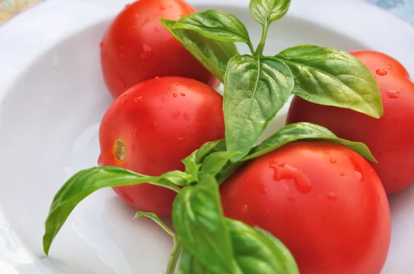 Wit tafellakentaze fesleğen domates — Stok fotoğraf