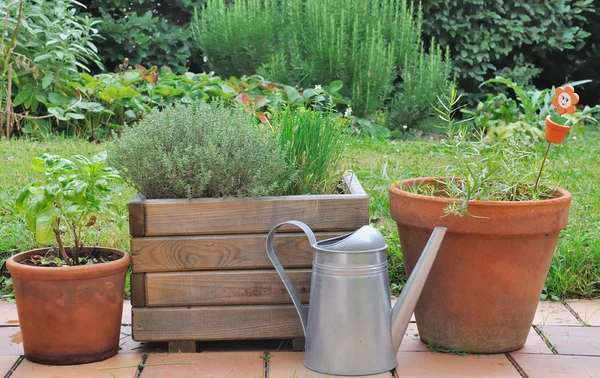 Herbal yang berbeda dalam pot — Stok Foto