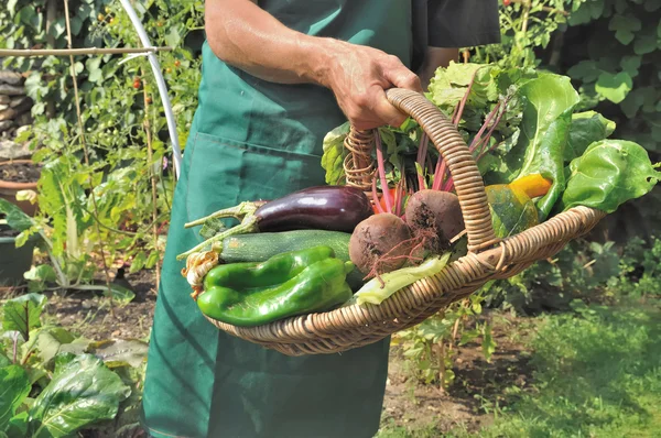 Geoogste groenten door tuinman — Stockfoto