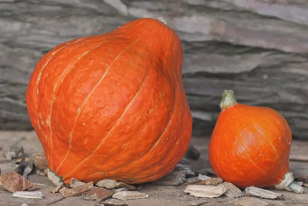 Big and little pumpking — Stock Photo, Image