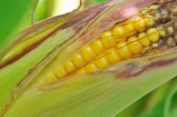 Close on maize — Stock Photo, Image