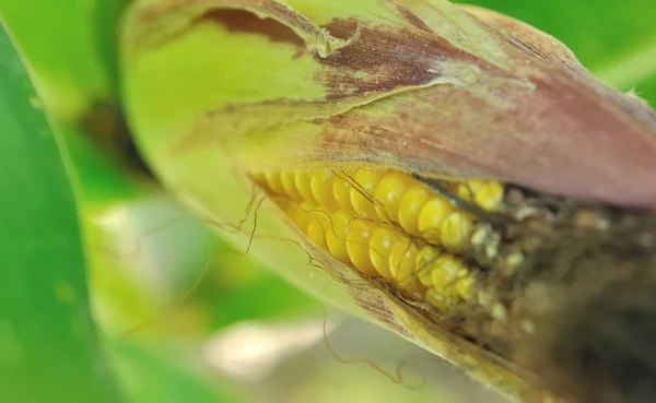 Close-up sobre milho — Fotografia de Stock