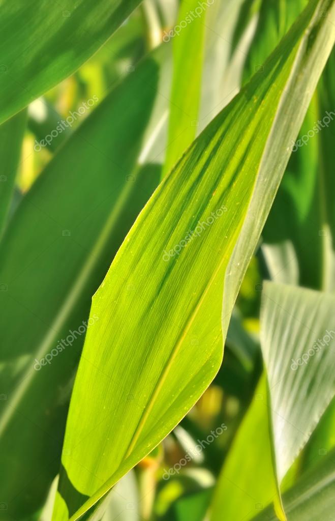 Кукуруза Листья Фото