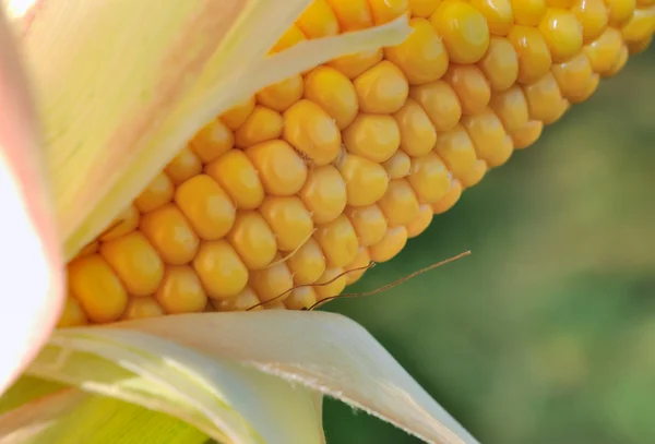 Grains of corn — Stock Photo, Image