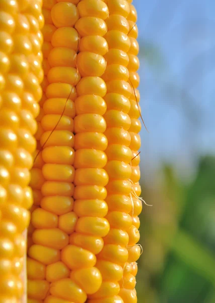 Perto do milho — Fotografia de Stock