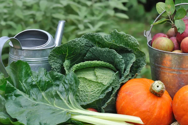 Seasonal vegetable from garden — Stock Photo, Image