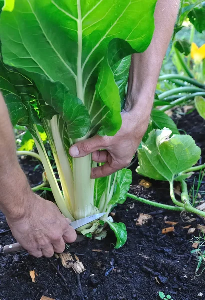 Memotong sepotong Kebun — Stok Foto