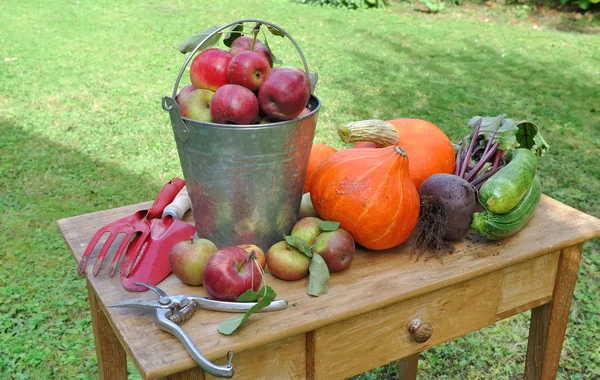 Picking from garden — Stock Photo, Image