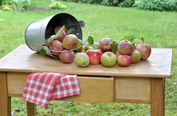 Geerntete Äpfel — Stockfoto