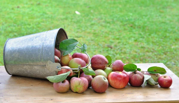 Äpfel pflücken — Stockfoto