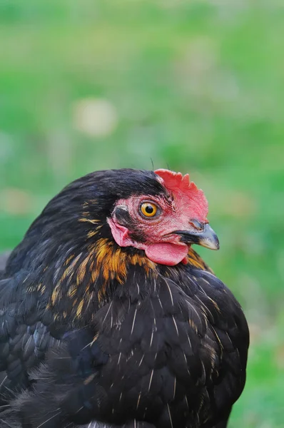 Profile black hen — Stock Photo, Image