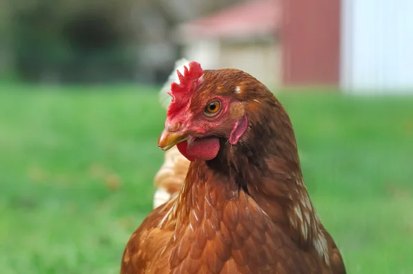 Red Hen front view — Stock Photo, Image