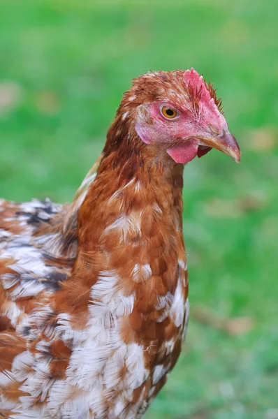 Profile hen — Stock Photo, Image