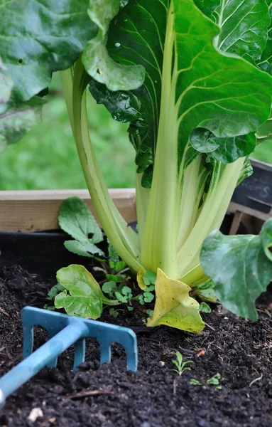 Chard in a gerden — Stock Photo, Image