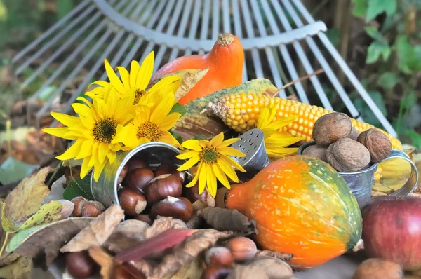 Obst der Saison im Garten gepflückt — Stockfoto