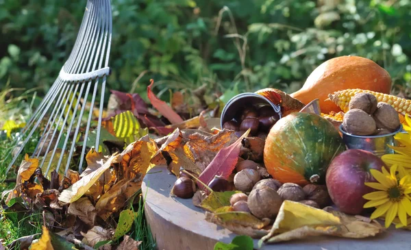 Giardino autunnale — Foto Stock