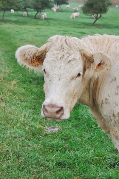 Закрыть на корову — стоковое фото