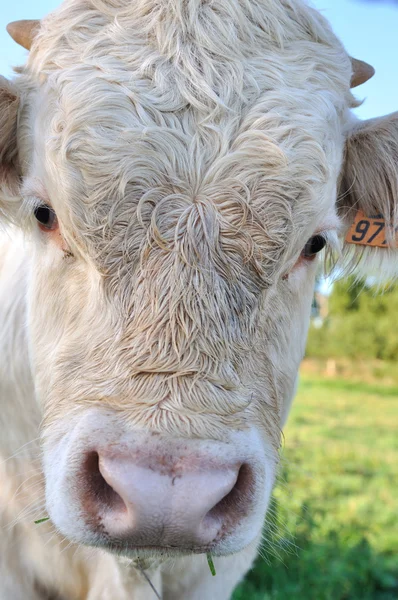 Portrait de veau — Photo