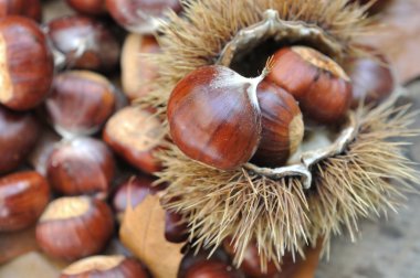 Kestaneler üzerinde kapat