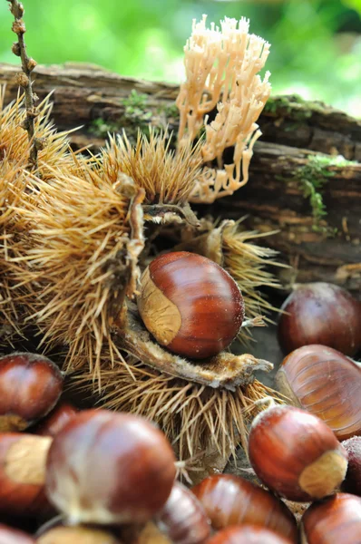 Castanhas — Fotografia de Stock